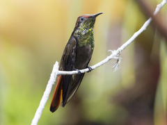 Chrysolampis mosquitus