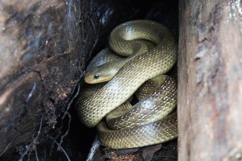 Aesculapian Snake