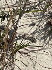 Liolaemus occipitalis