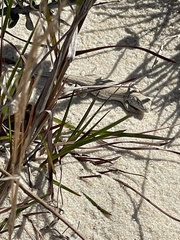 Liolaemus occipitalis