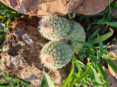 Echinocereus pectinatus rutowiorum