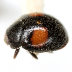 Scymnus circumspectus