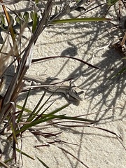 Liolaemus occipitalis