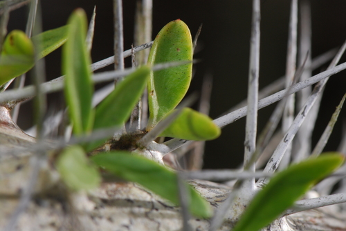 Image of Didierea trollii by (c) Philipp, some rights reserved (CC BY)