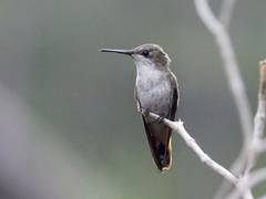 Chrysolampis mosquitus