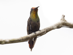 Chrysolampis mosquitus