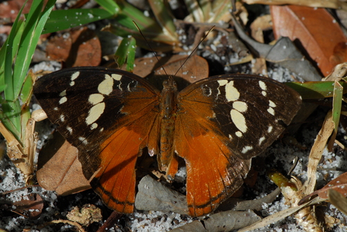 Photo of Madagascar forest nymph (Aterica rabena)