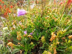 Penstemon cardwellii