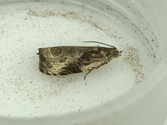 Olethreutes connectum