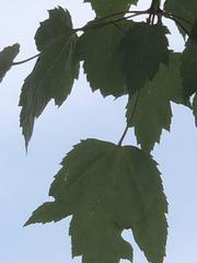Acer rubrum