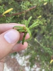 Ceanothus papillosus