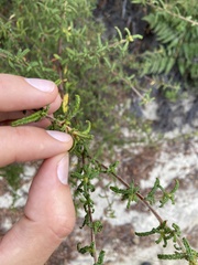 Ceanothus papillosus