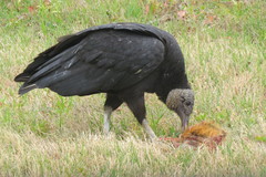 Coragyps atratus