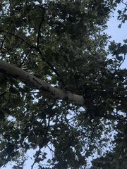 Platanus occidentalis