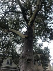 Platanus occidentalis