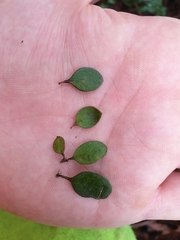 Coprosma crassifolia