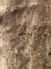 Platanus occidentalis