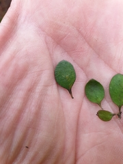 Coprosma crassifolia