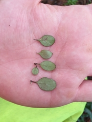 Coprosma crassifolia