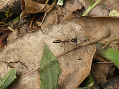 Odontomachus chelifer