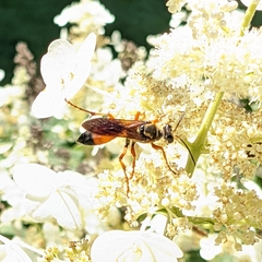 Sphex ichneumoneus
