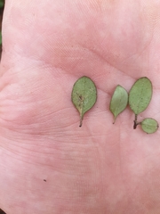 Coprosma crassifolia