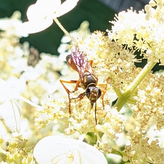 Sphex ichneumoneus