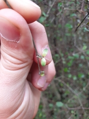 Coprosma crassifolia