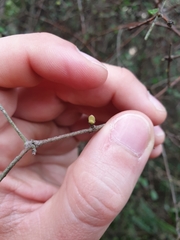 Coprosma crassifolia