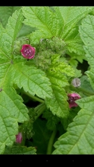 Fuertesimalva peruviana