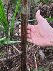 Coprosma crassifolia