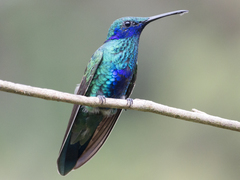 Colibri coruscans