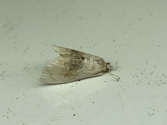Glaphyria fulminalis