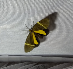 Euchlaenidia neglecta