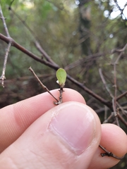 Coprosma crassifolia
