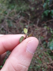 Coprosma crassifolia