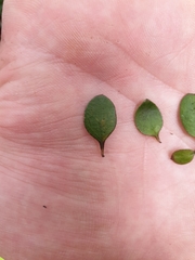 Coprosma crassifolia