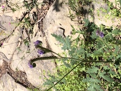 Phacelia neomexicana