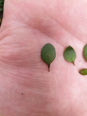 Coprosma crassifolia