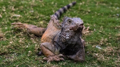 Iguana iguana