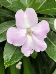 Impatiens sodenii