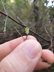 Coprosma crassifolia