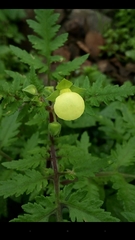 Calceolaria pinnata