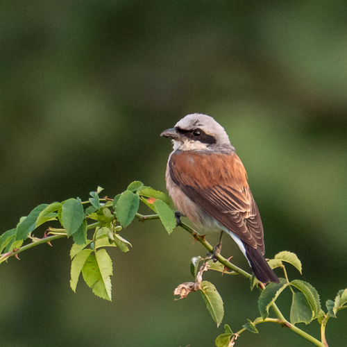 Alcaudón dorsirrojo (Lanius collurio)