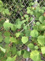 Crataegus macrosperma