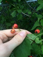 Crataegus macrosperma