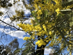 Acacia filicifolia