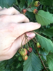 Crataegus chrysocarpa chrysocarpa