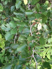Crataegus chrysocarpa chrysocarpa