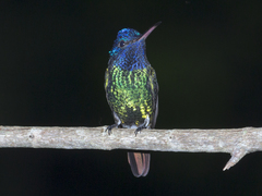 Chrysuronia oenone